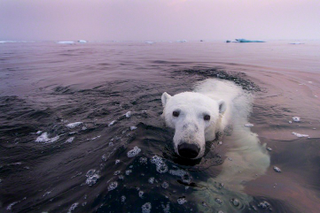 Illustration for article titled The best nature photo of the year is this badass polar bear